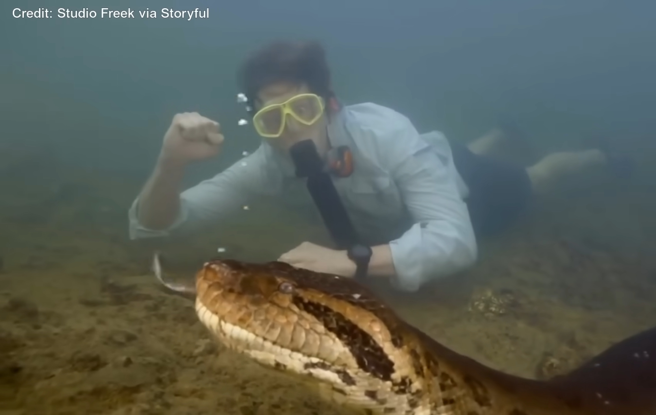 Sosema nova anakonda dolga 8 metri otkriena vo Amazon!