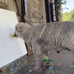 Pronajdete ja ovaa ovca i ḱe dobiete 60.000 evra! (video)