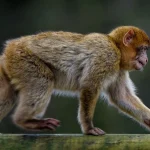 Majmun ja iskluči strujata na cela Šri Lanka